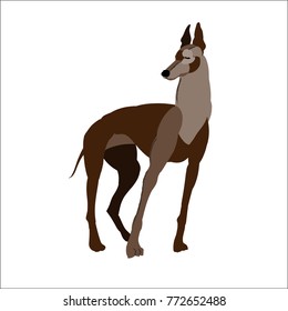 The greyhound isolated on white background, vector illustration dog.