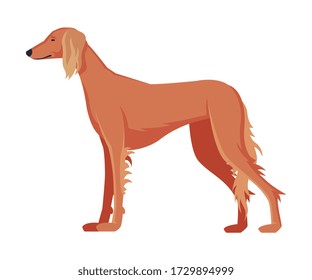 Greyhound Purebred Dog, Pet Animal, Side View Vector Illustration