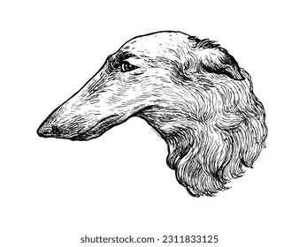 Greyhound Shepherd pet dog human friend