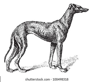 Greyhound, showing male dog, vintage engraved illustration. Dictionary of Words and Things - Larive and Fleury - 1895