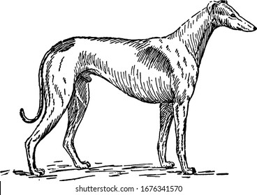 A Greyhound, shows three different size of dogs In it, vintage line drawing or engraving 