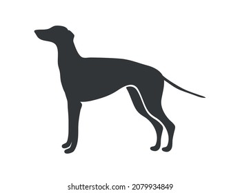 Greyhound silhouette. English big happy dog, vector icon isolated on white background