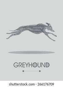 Greyhound -vector illustration