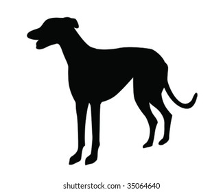 greyhound vector illustration