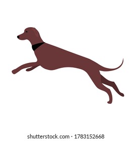 greyhound walking .  dog running. Vector illustration in flat style. 