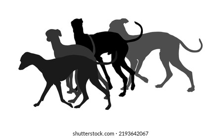 Greyhound walking pack, array street dogs walking service vector silhouette illustration isolated on white background. Group of pets in friendly outdoor area. Park pet activity.