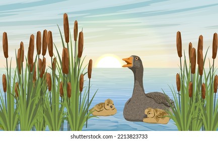 A Greylag goose and goslings swim across the lake in the thickets of reeds. Summer outside the city. Domestic and farm birds. Realistic vector landscape