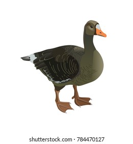 Greylag goose isolated on white background. Vector illustration