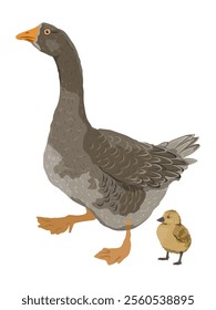 Greylag goose leads a gosling chick. Farm Birds, Realistic Vector Animal