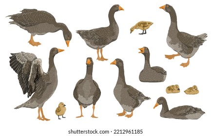 Greylag goose set. The gray domestic goose stands, looks for food, takes off and swims. Geese and goslings. Farm Birds, Realistic Vector Animal
