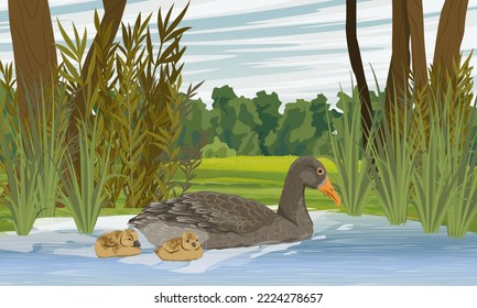 Eine Griechen-Gans lehrt Gänseblümchen, in einem See nahe dem Ufer zu schwimmen. Sommer außerhalb der Stadt. Hausgeflügel und Nutzvögel. Realistische Vektorlandschaft