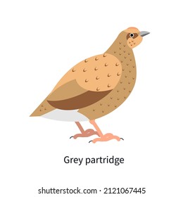 Grey-legged partridge profile. Perdix, English bird. Hun with brown plumage. Rotund gamebird, forest fauna. Flat vector illustration isolated on white background.