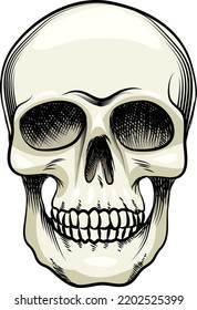 greyscale views of a naturalistic human skull with teeth vector illustration