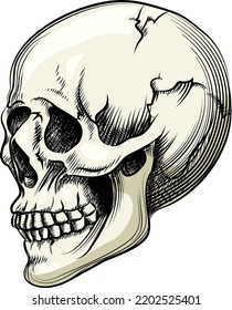 greyscale views of a naturalistic human skull with teeth vector illustration