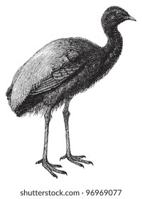 Grey-winged Trumpeter (Psophia crepitans) / vintage illustration from Meyers Konversations-Lexikon 1897