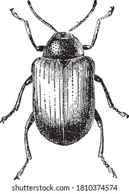 Gribouri insect, From the Dictionary of Word and Things, 1888.