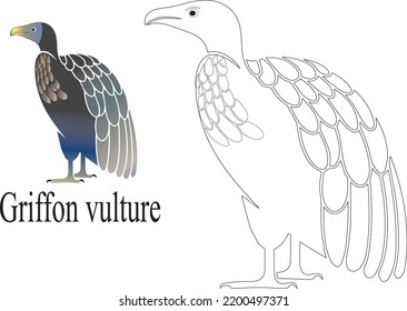 Griffon vulture Bird for children. Coloring book. Game for kids. Vector cartoon illustration