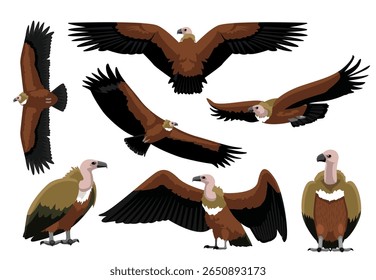 Griffon Vulture Bird Diverse Poses Cartoon Vector Illustratie