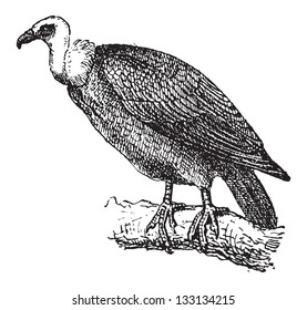 Griffon Vulture or Gyps fulvus, perched on a branch, vintage engraved illustration. Dictionary of Words and Things - Larive and Fleury - 1895