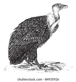 Griffon Vulture or Gyps fulvus, vintage engraved illustration. Trousset encyclopedia (1886 - 1891).