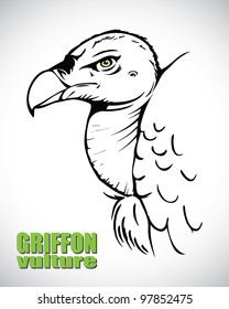 Griffon vulture head - vector illustration