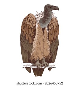 Griffon vulture on a white background.