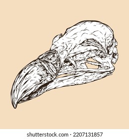 griffon vulture skull head vector illustration