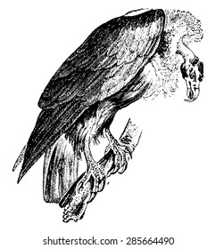 Griffon vulture, vintage engraved illustration. Natural History of Animals, 1880.
