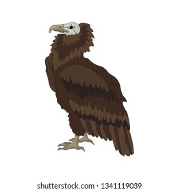 Griffon, Vulture in the white background with white head, brown colored wings. Vector illustration.