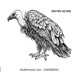 Griffon vulture. Wild forest bird of prey. Hand drawn sketch graphic style.  Fashion patch. Print for  t-shirt, Tattoo or badges.