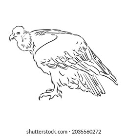 Griffon vulture. Wild forest bird of prey. Hand drawn sketch graphic style. Fashion patch. Print for t-shirt, Tattoo or badges.