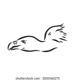 Griffon vulture. Wild forest bird of prey. Hand drawn sketch graphic style. Fashion patch. Print for t-shirt, Tattoo or badges.