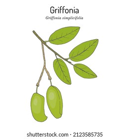 Griffonia simplicifolia, planta medicinal. Ilustración de vector botánico dibujada a mano