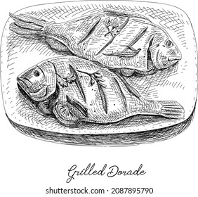 Grilled Dorade Royale fishes on the plate. Sketchy hand-drawn vector illustration.