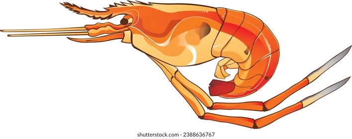 Grilled River Prawn Shrimp vector