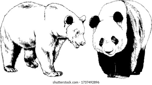 grinning face of a snarling bear painted by hand on a white background sketch logo