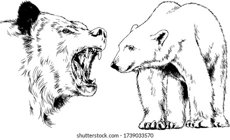 507 Bear snarl Images, Stock Photos & Vectors | Shutterstock