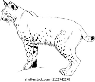 grinning snout lynx with fangs , hand-drawn ink, sketch