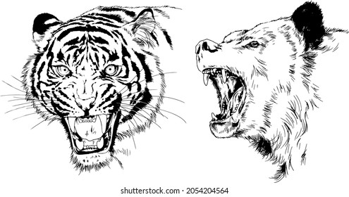 grinning tiger and bear faces, hand-drawn realistic sketch, vector drawing for logos