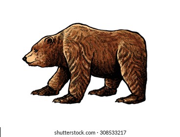 grizzly bear