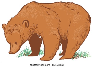 grizzly bear