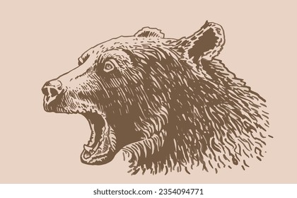 Grizzly bear angry face portrait ,vector vintage illustration. 