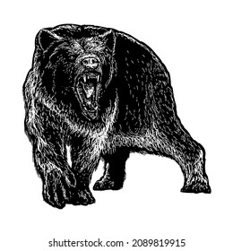 grizzly bear angry vector illustration isolated on white background