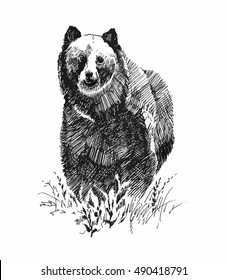 Grizzly bear animal, hand drawn sketch vector