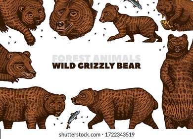 Grizzly bear background. Brown wild animals in different poses. Hand drawn engraved old sketch for T-shirt, cards or banner or poster. Side and front view. Vector illustration.