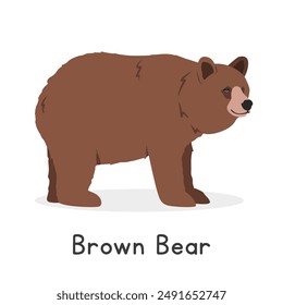 Grizzly bear or brown bear vector illustration, cartoon clipart character, animal in flat style. Wild animals, wild creatures, wildlife concept. Bear vector design isolated on white background