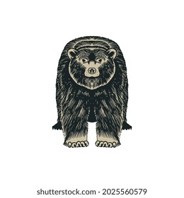 Grizzly bear. Hand drawing of wildlife. Animal forest on white background. Detailed vintage etching style drawing. Vector illustration art for posters, tattoo, decoration and print