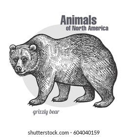 Grizzly bear. Hand drawing of wildlife. Animals of North America series. Vintage engraving style. Vector illustration art. Black and white. Isolated object of nature naturalistic sketch. 