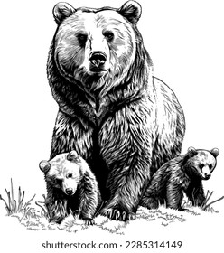 Grizzlybär , handgezeichnete Skizze im Vintage-Gravierstil. Vektorgrafik