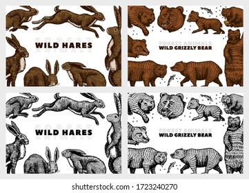 Grizzly bear and hares background. Rabbits and bunny, Brown wild animals. Hand drawn engraved old sketch for T-shirt, cards or banner or poster. Side and front view. Vector illustration.